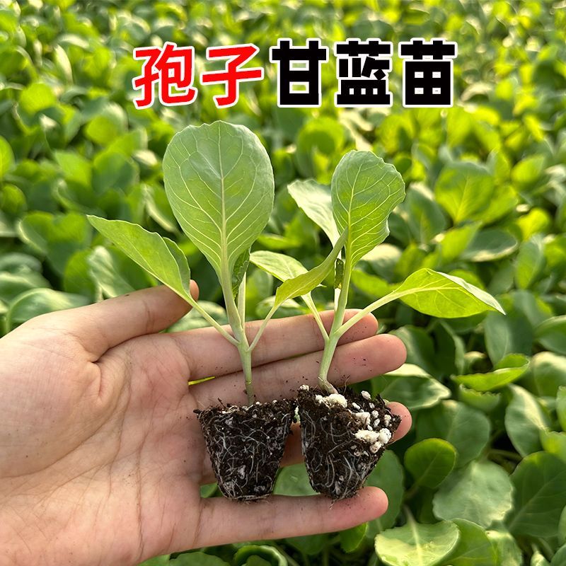 抱子甘蓝苗有机花菜苗四季可种适合阳台庭院种植新鲜花椰菜绿色苗