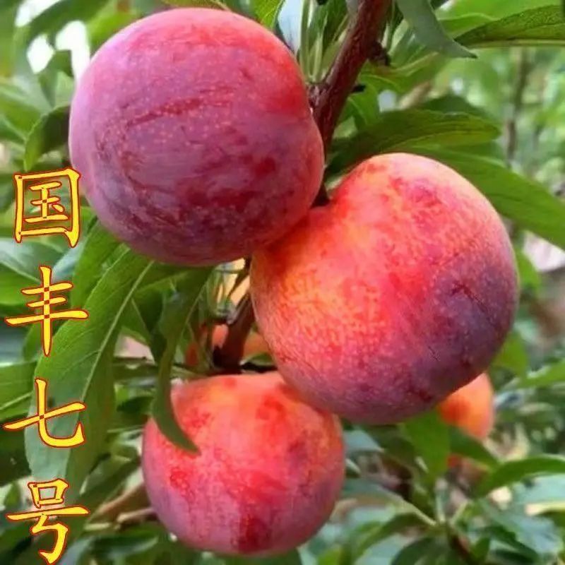 国峰七号李子树苗晚熟品种嫁接苗南方北方种植国丰7号辽宁新品种