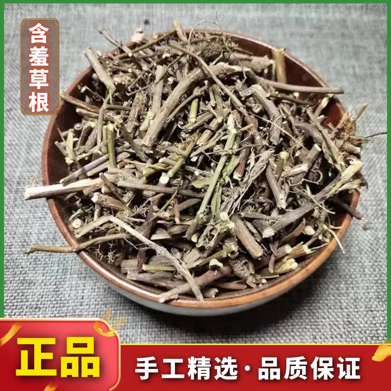 含羞草根现挖新鲜红茎怕羞草根中草感应草根纯根新货散装叶菜包邮