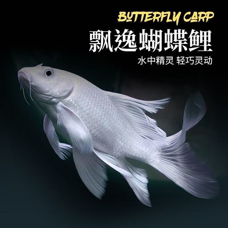 纯种台湾白普身蝴蝶蝴蝶鲤锦鲤观赏鱼大鳍大尾冷水好养石膏白