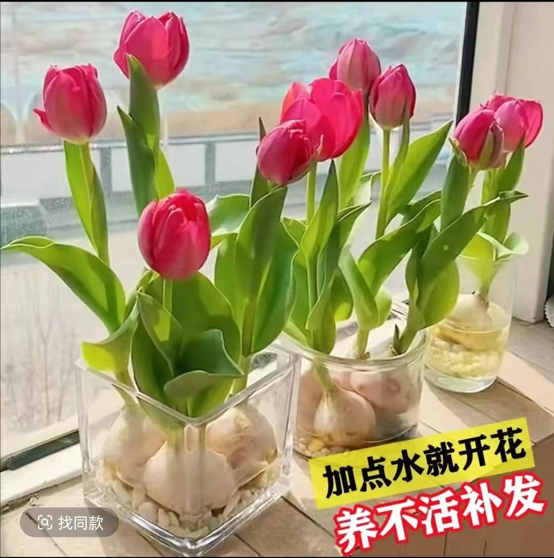 郁金香种球五度球荷兰进口土培水培耐寒盆栽种子水培植物阳台种植