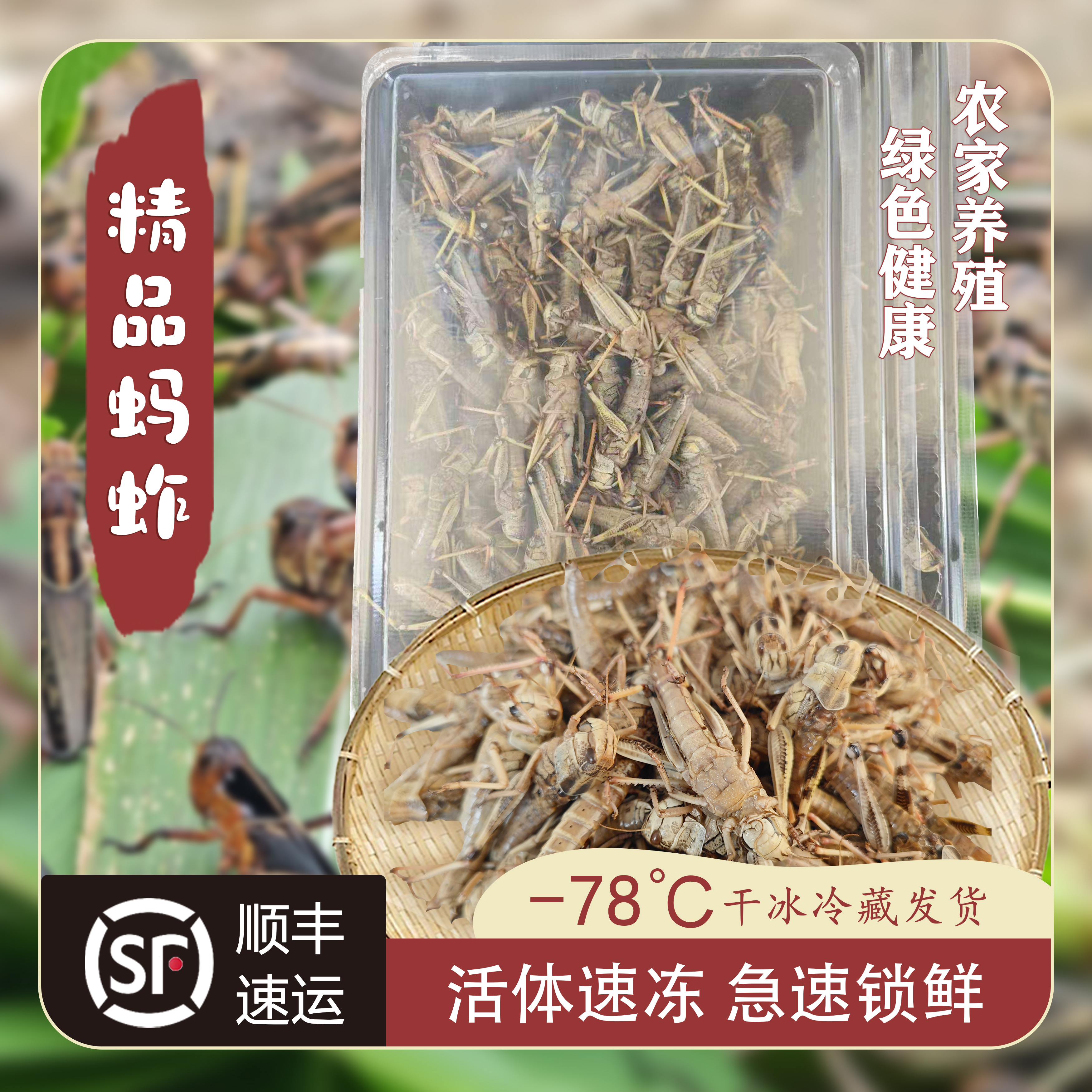 【三只蚂蚱】山东特产精品纯母去翅生鲜速冻蚂蚱农家基地直发新鲜