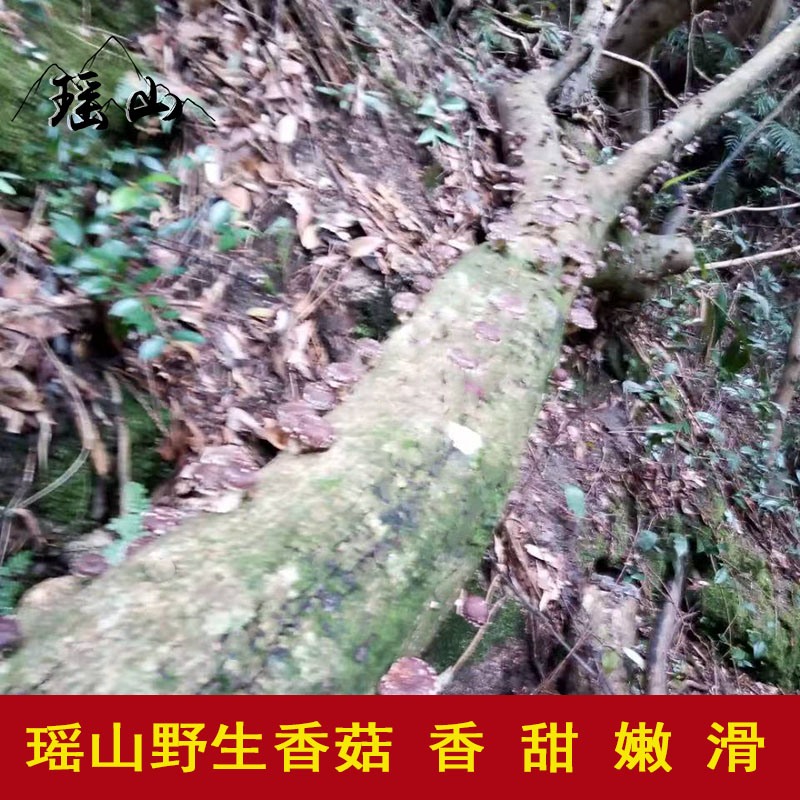 韶关特产瑶山野生香菇