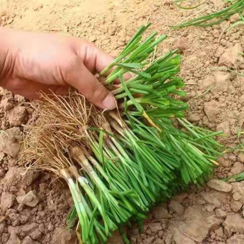 当年现挖紫根品种韭菜根/韭菜苗原产地直发包邮到家
