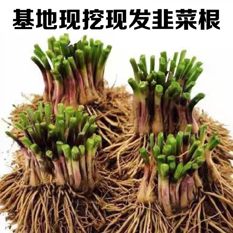 【基地现挖】韭菜根紫根四季小香叶韭菜根盆栽植物室内阳台小院好养