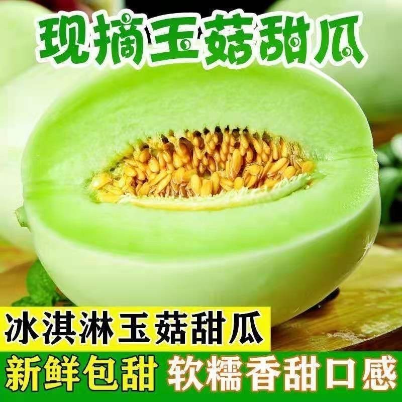 玉菇冰淇淋甜瓜沙地种植头茬新鲜采摘软糯香甜香瓜蜜瓜水果