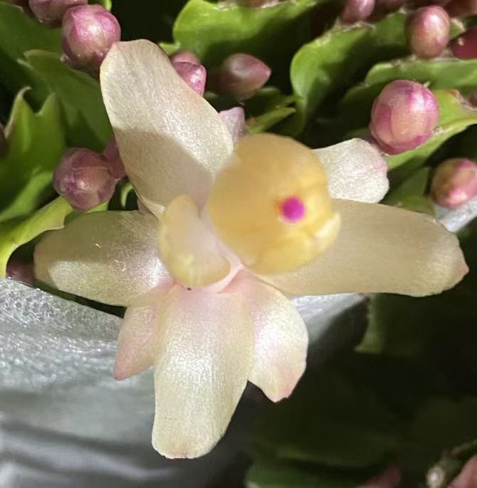 【蟹兰阁】黄金索菲亚蟹爪兰带花苞室内好养易活