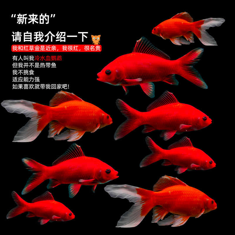 观赏鱼冷水鹦鹉鱼淡水锦鲤招财风水金鱼血鹦鹉鱼好养耐活鱼苗
