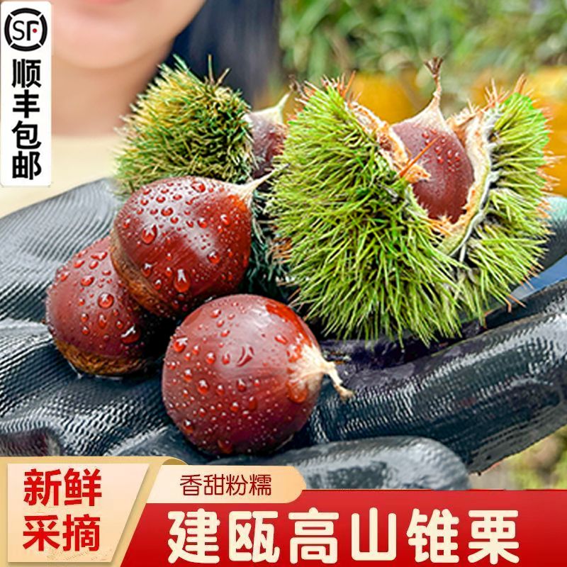 新鲜生尖板栗福建建瓯高山锥栗带壳油栗农家现摘正宗香甜粉糯大果