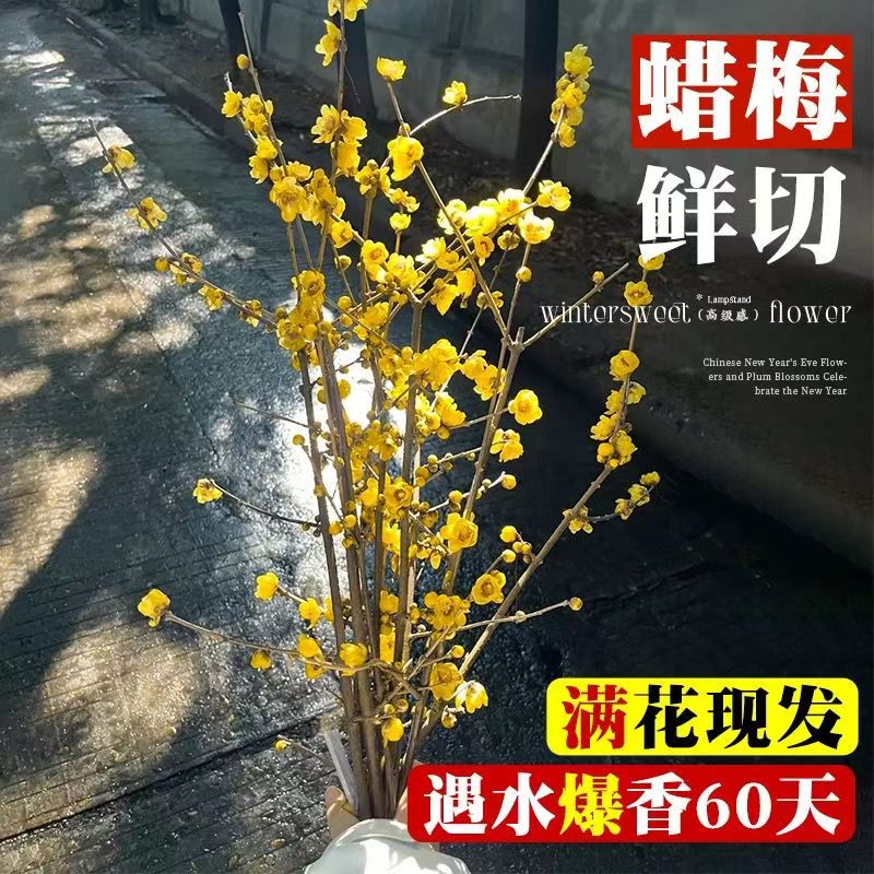 腊梅水培浓香型鲜切花花苞年宵遇水开花梅花冬季枝条耐寒室内装饰
