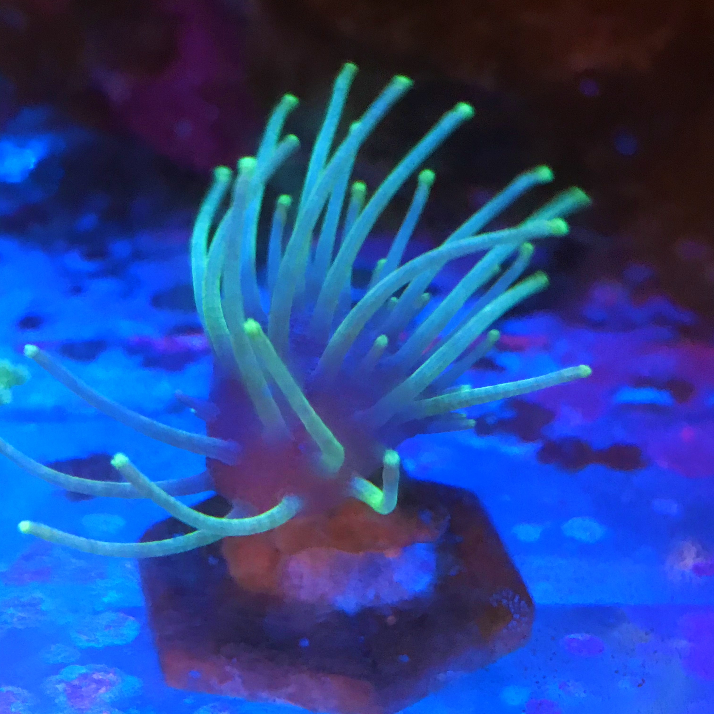 荧光翠绿金针菇皮革珊瑚皮面2.5厘米