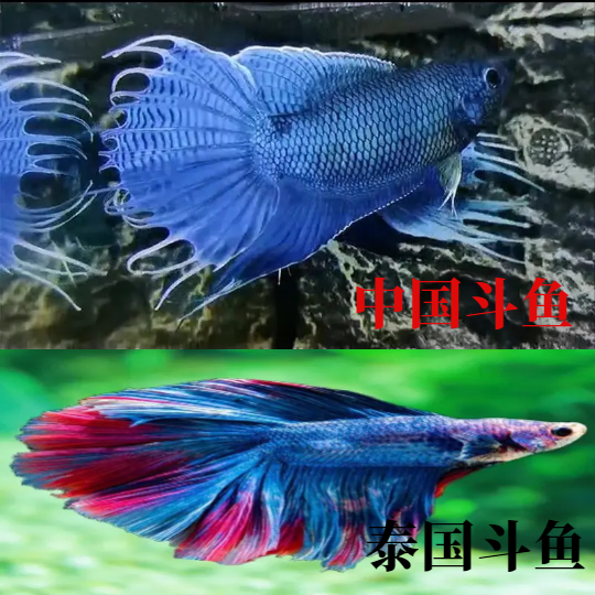 中国无需打氧活体淡水观赏鱼耐活淡水活鱼冷水国斗赛鱼观赏鱼