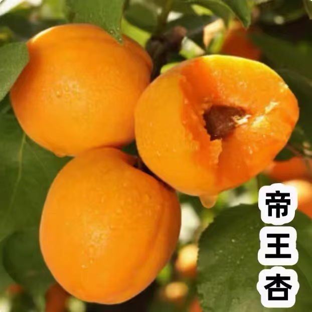 杏树果苗嫁接新品种特大早熟帝王杏树苗南方北方种植地栽当年结果