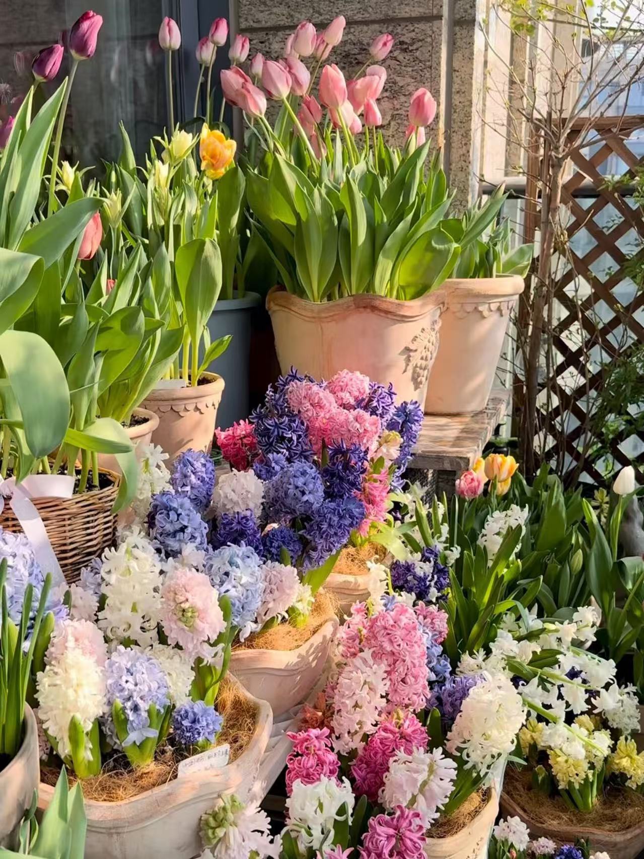 荷兰进口风信子种球重瓣浓香耐寒花卉