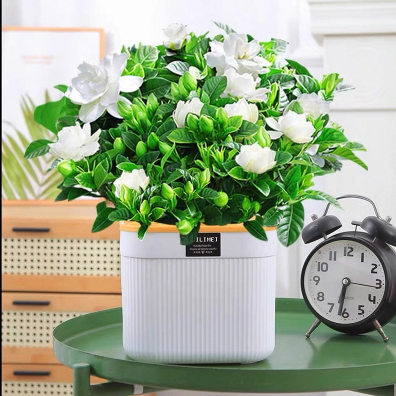 大叶栀子花盆栽浓香型栀子花 花卉植物室内客厅阳台绿植四季好养