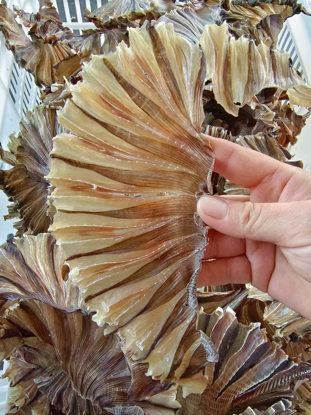 湛江外罗魔鬼鱼干