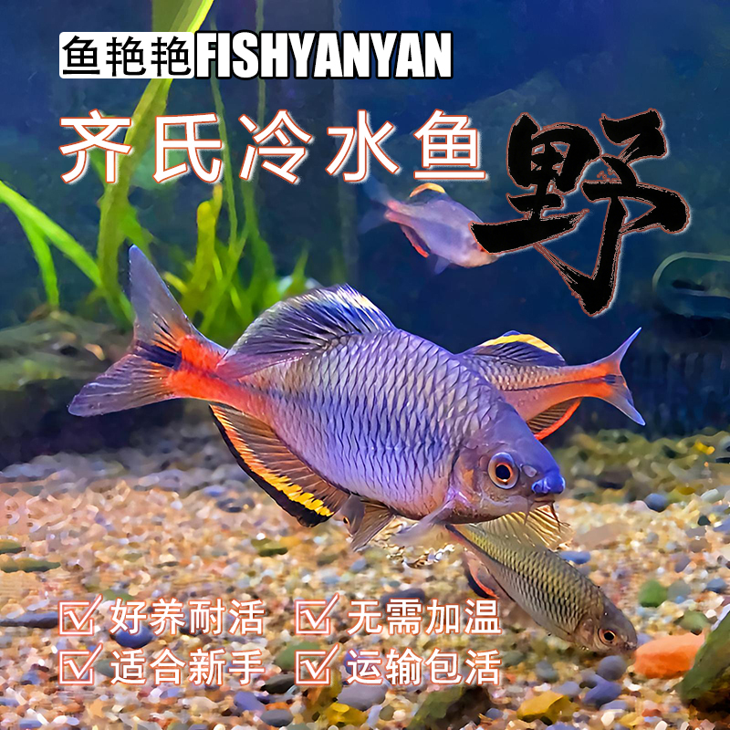 原生鳑鲏鱼溪流缸群养耐活淡水广东齐氏鱊小型观赏鱼活物冷水旁皮