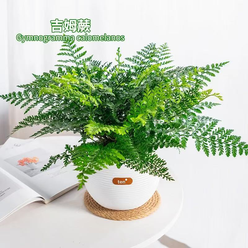 闽艺花匠吉姆蕨懒人吸水盆栽室内好养水养耐阴观叶水培植物盆栽