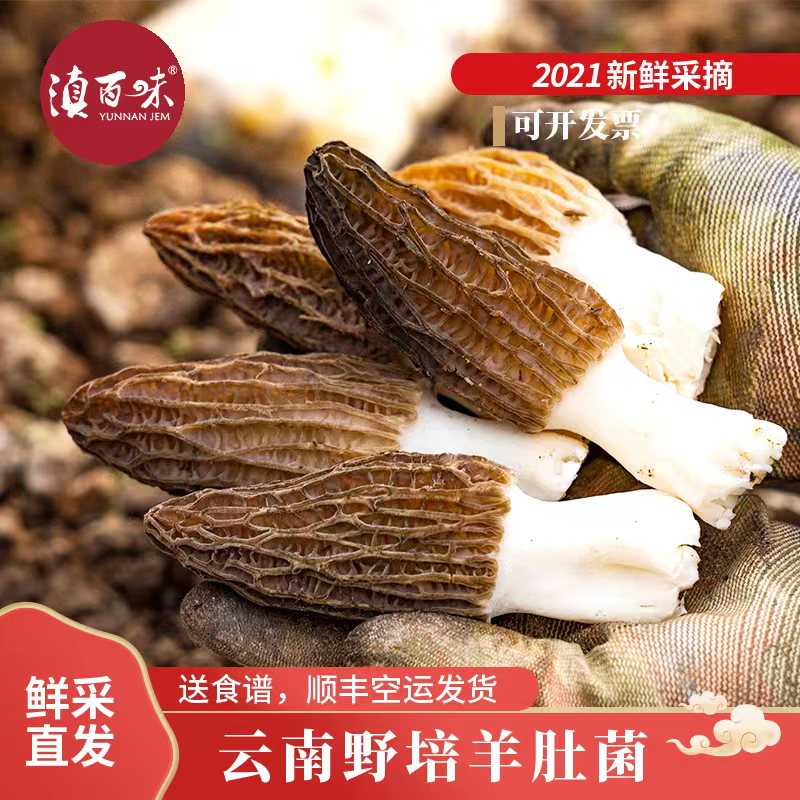 【半野 新鲜羊肚菌】精选云南鲜货头茬羊肚菌500g食用菌优选肉质厚