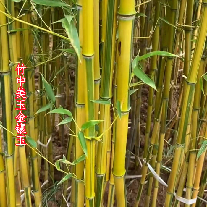 金镶玉竹黄金竹金玉满堂庭院四季常青花园植物观赏竹子景观竹子