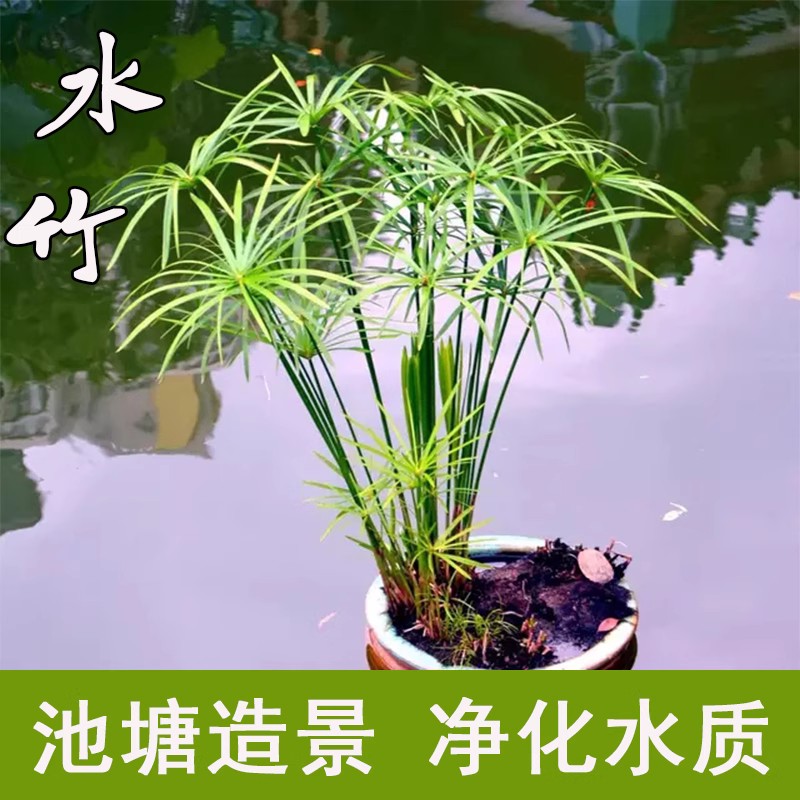 水竹旱伞草水生植鱼池塘造景绿化客厅庭院阳台净化水质盆栽风车草
