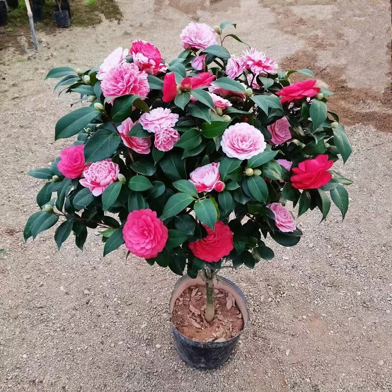 香妃茶花树苗盆栽带花苞花卉四季开花室内外好养五色赤丹阳台客厅