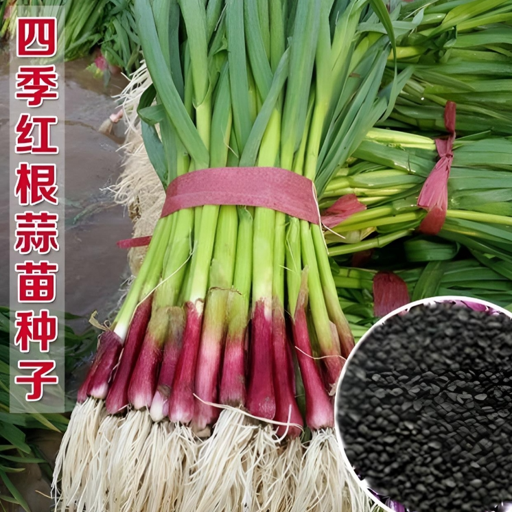 【红根蒜苗种子】四季红根大叶蒜苗种子四季播大蒜苗种子阳台盆栽