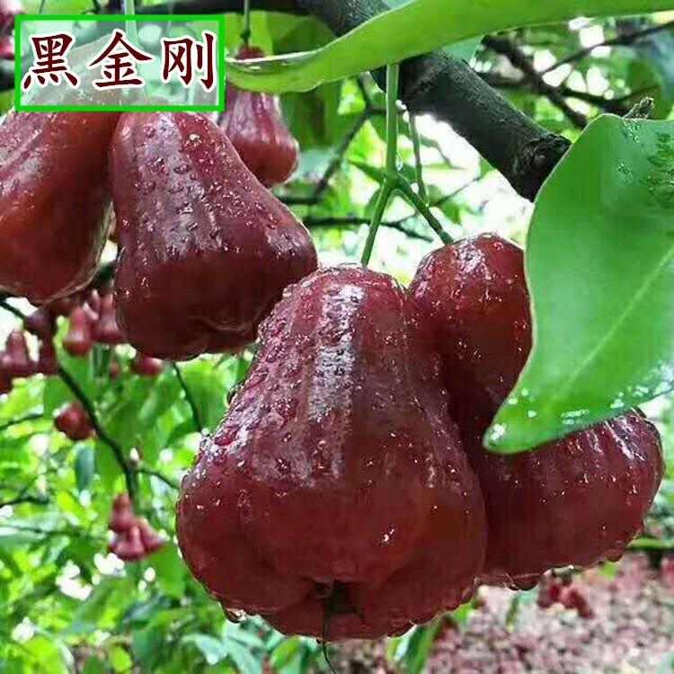 莲雾黑金刚种子四季播种阳台盆栽小院种植简单高产水果