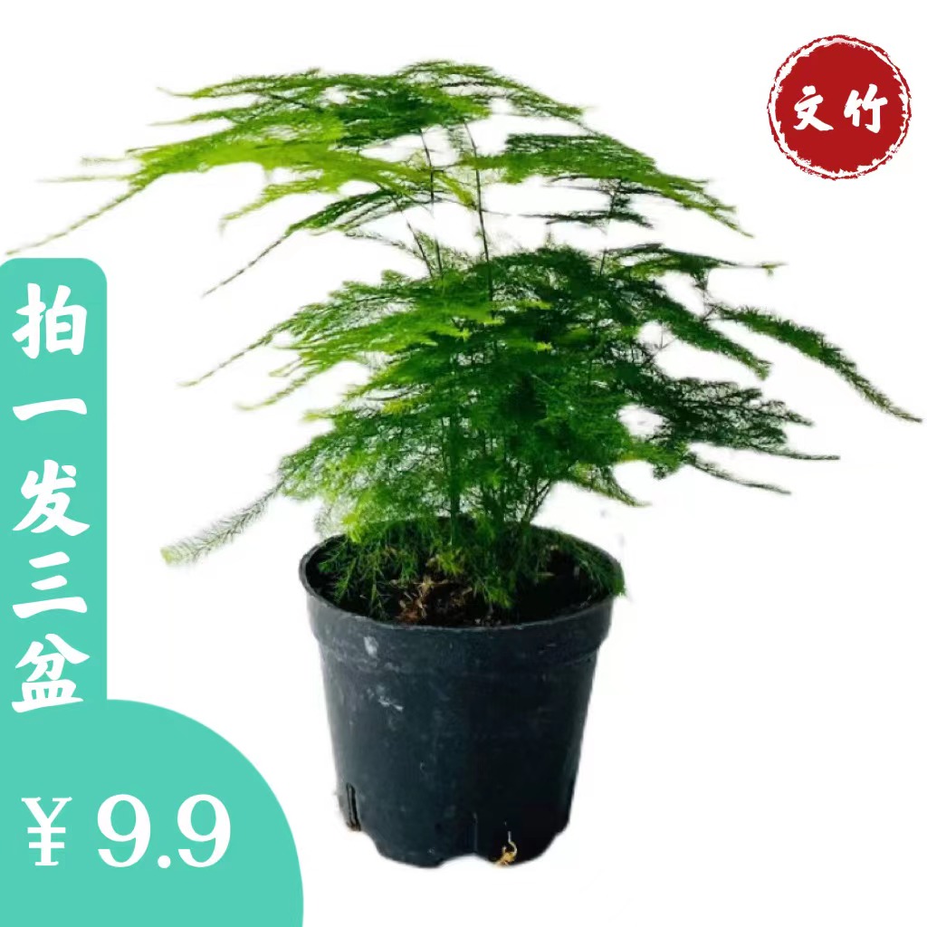 文竹盆栽盆景室内绿植好养护水培植物云竹盆景带盆花艺客厅文竹