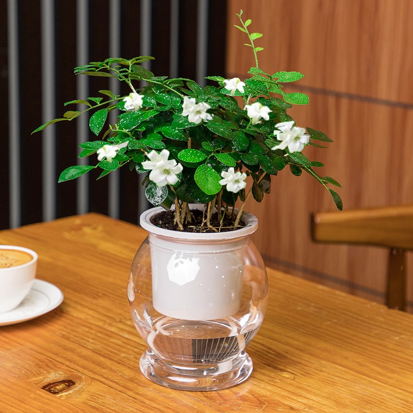 AA九里香盆栽黑产转运花卉幸运室外四季开花驱蚊阳台盆栽