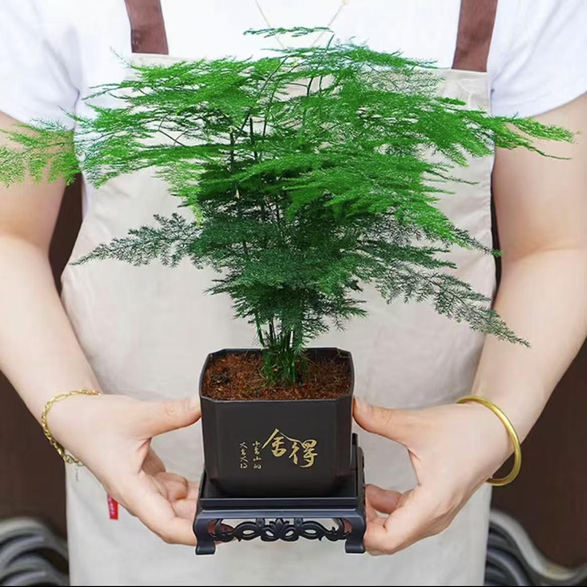 文竹盆栽盆景好养护水培植物云竹盆景带盆花艺办公桌上小绿植文竹