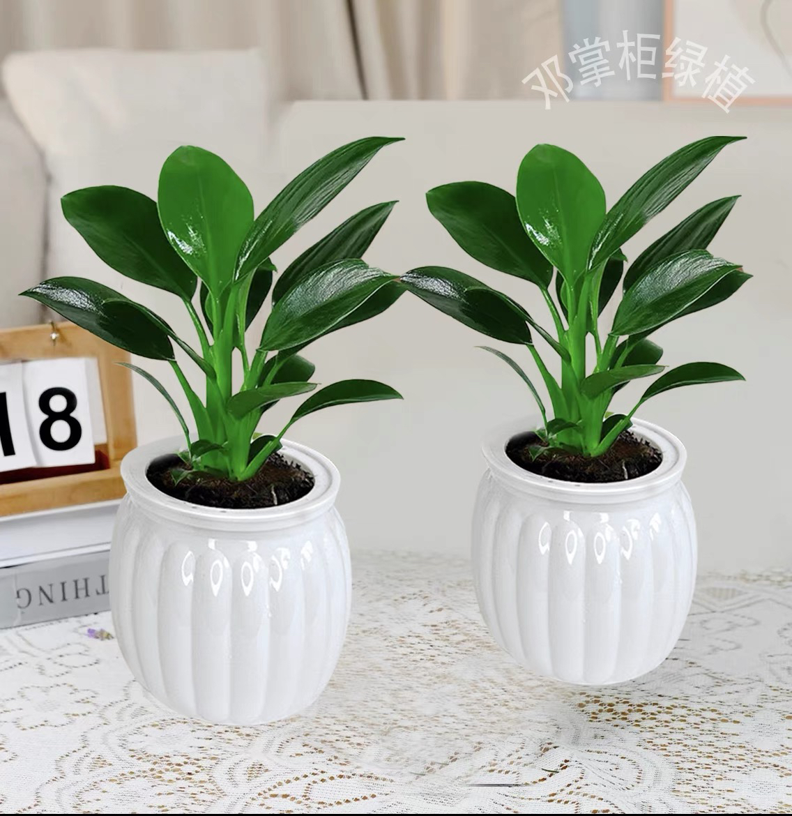 【拍一发二】金钻绿公主室内绿植水培吸甲醛净化空气绿植