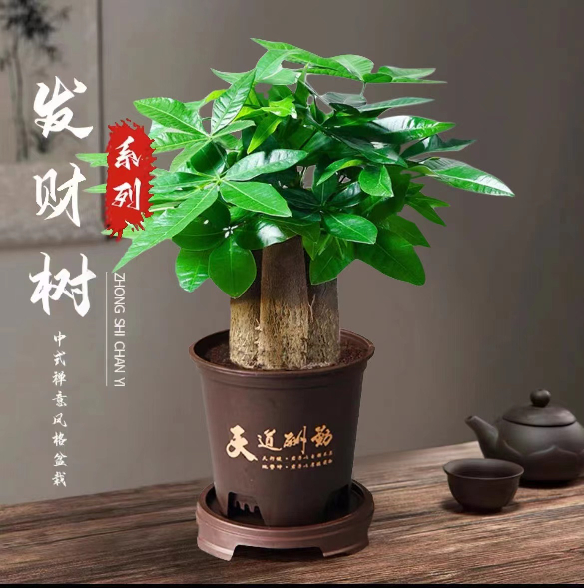 【三杆发财树】J好养活发财树盆栽室内绿植转运花卉幸运老桩卧室