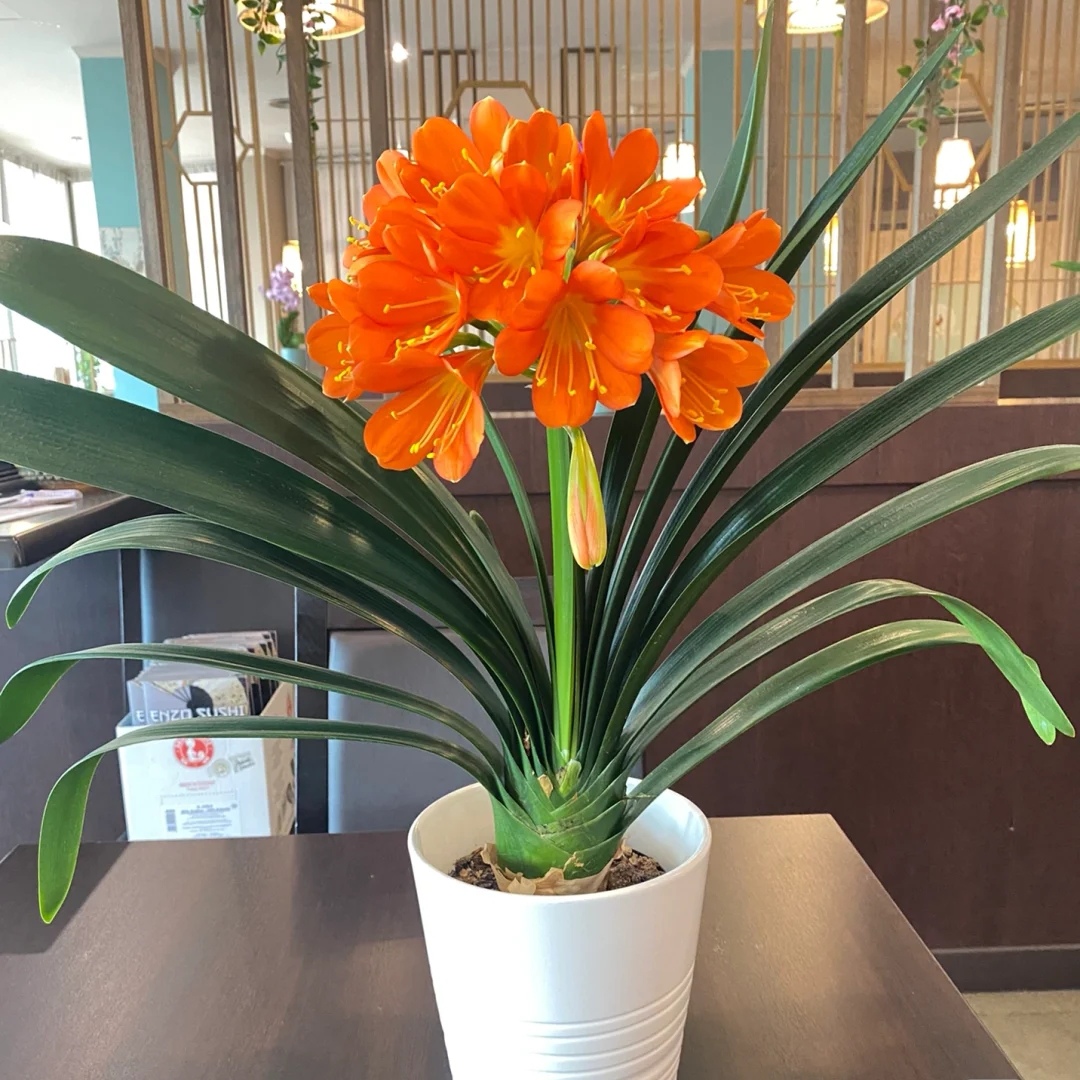 君子兰盆栽客厅办公室高档盆景兰花绿植观花观叶植物花卉四季常青