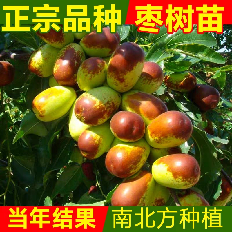 张晗枣树活苗特大沾化冬枣嫁接枣树苗南北方庭院种植当年结果地栽