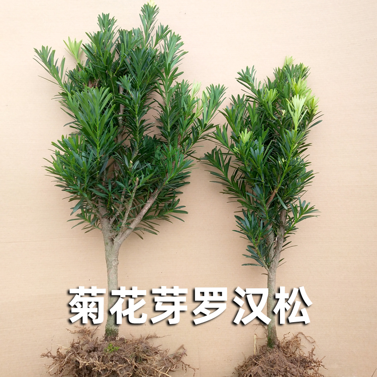 张晗罗汉松树苗庭院阳台室内花卉盆栽绿植物可做盆景树桩四季常青