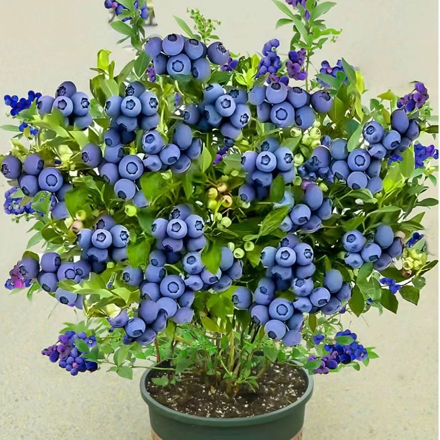 蓝莓树果苗带果蓝莓苗盆栽南北方种植特大阳台果树苗当年结果