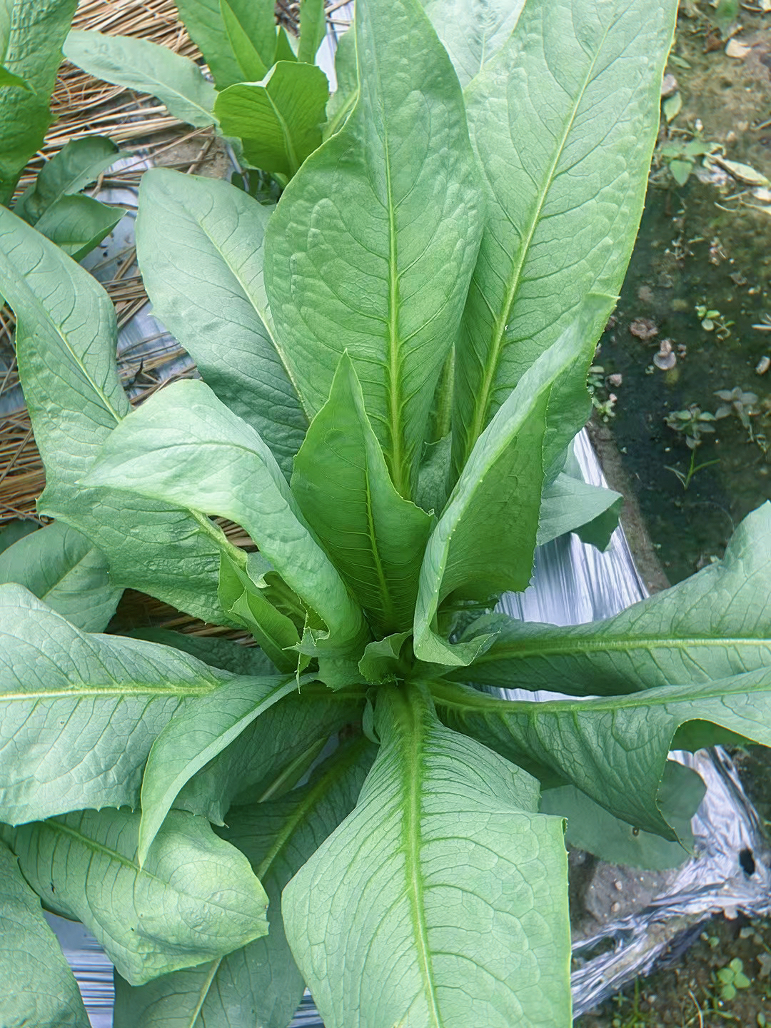 顺丰包邮高州甜麦菜苗多根易活室内阳台盆栽蔬菜苗