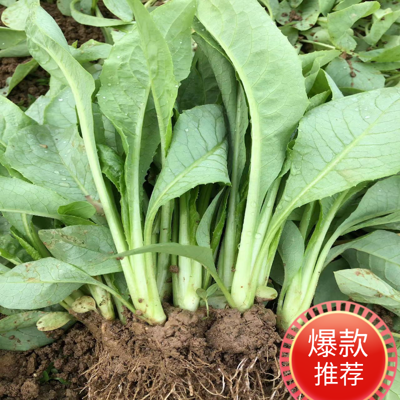高州甜麦菜苗秧顺丰包邮脆甜多汁当季新鲜蔬菜