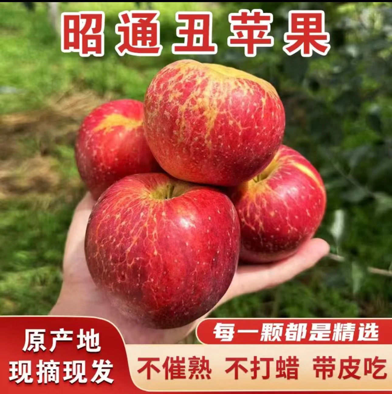 2025正宗昭通高原苹果·脆甜多汁