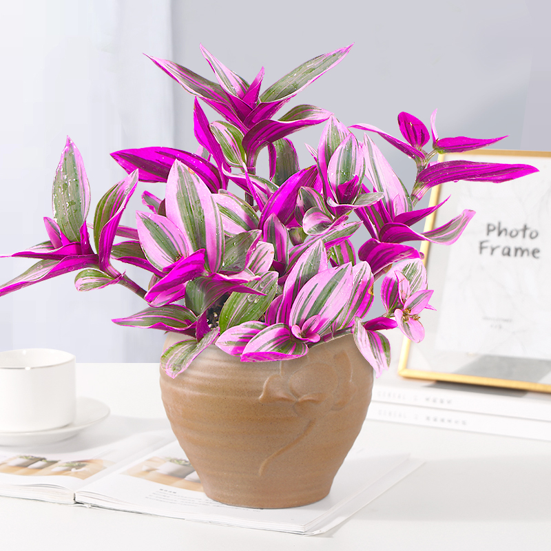 油画婚礼吊兰单颗苗单颗苗修剪扦插养护爆盆