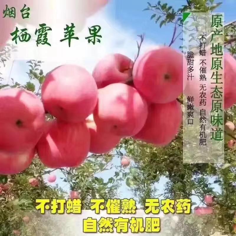 普通装#片红栖霞红富士脆甜