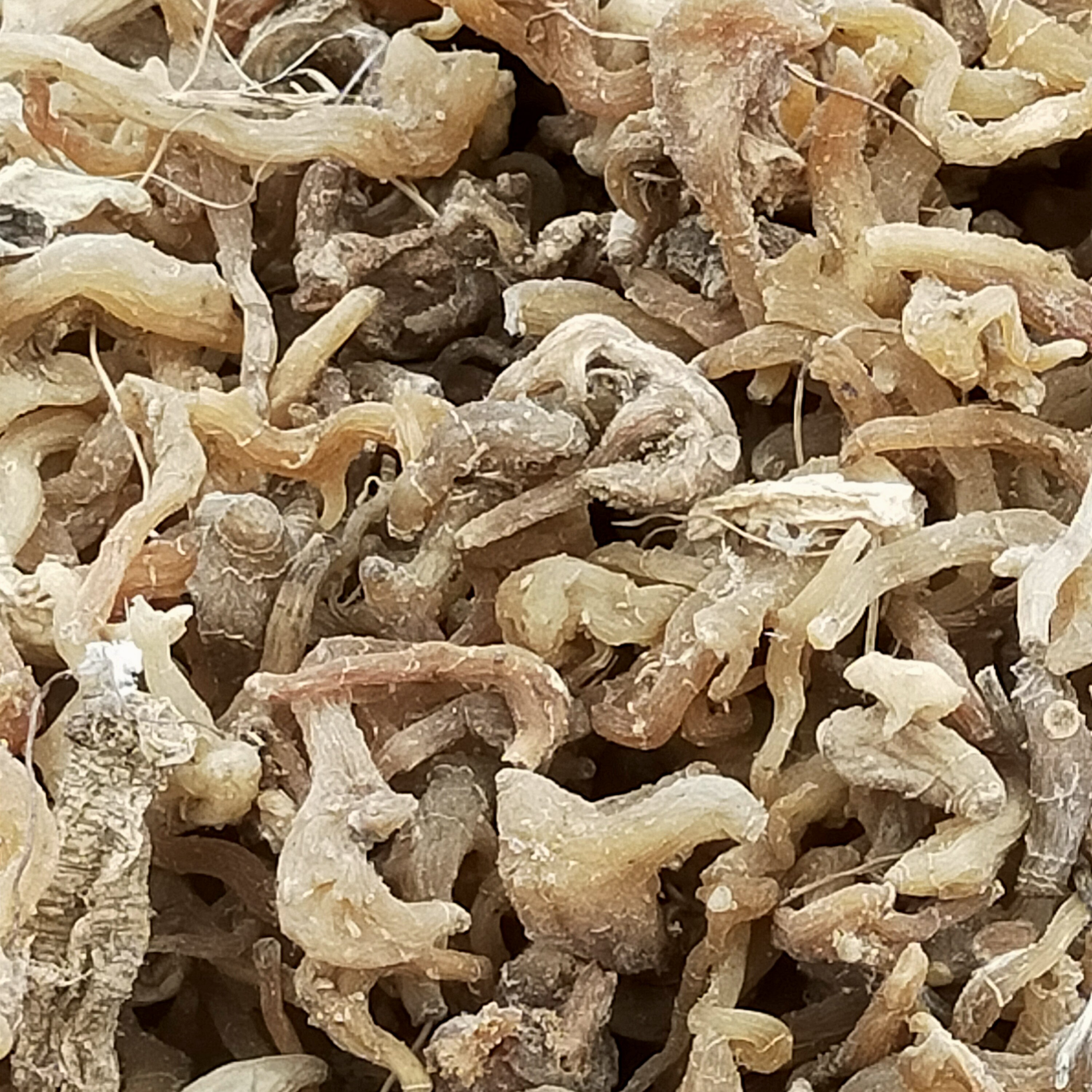 玉竹！野生玉竹！自己踩挖！野生的颗粒不大250克起