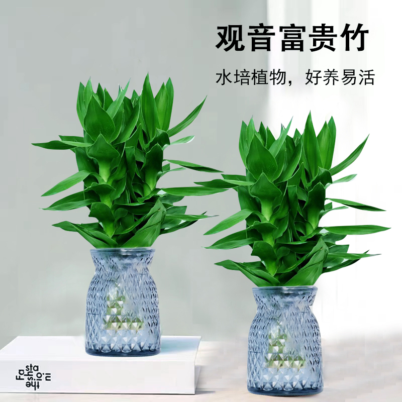 【花伴水】拍一发二观音竹富贵竹水培绿植树脂盆栽桌面植物