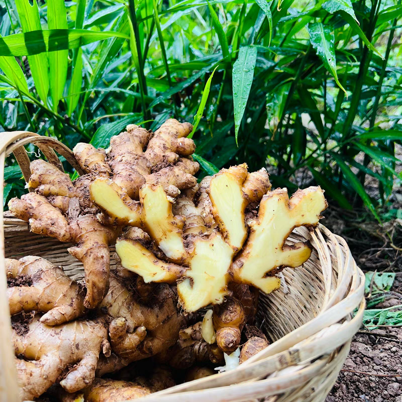 贵州道地小黄姜包邮