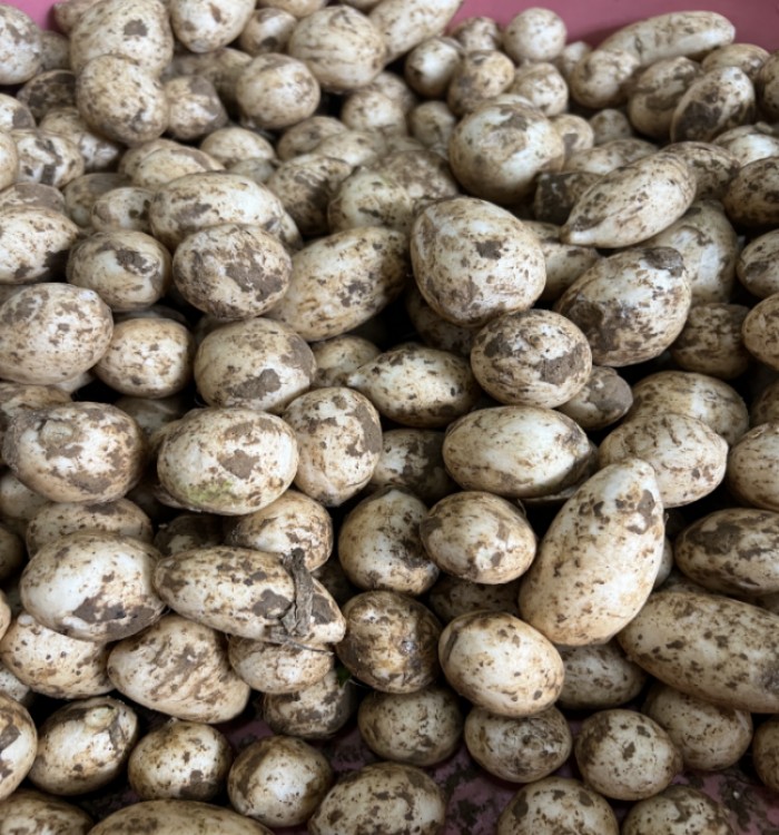 白萝卜新鲜安徽特产无为萝卜小萝卜头白皮圆萝卜当季蔬菜萝卜缨子