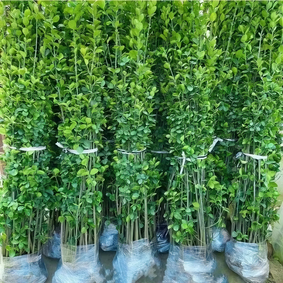 围墙篱笆植物大叶北海道黄杨苗冬青树苗四季常青庭院景观园林绿化