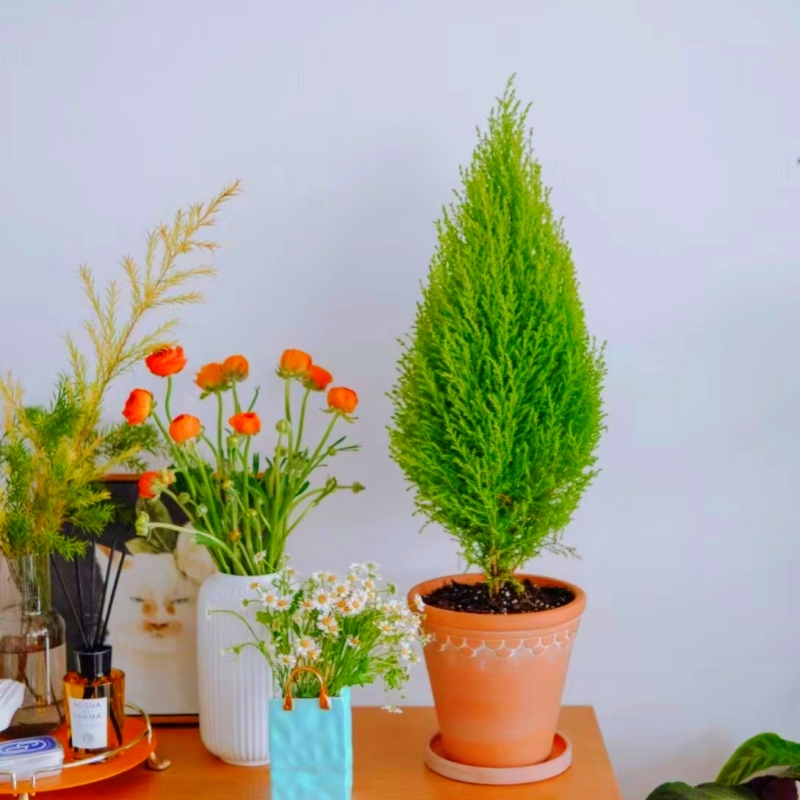 小香松盆栽老桩室内庭院耐寒阳台四季植物耐热高档圣诞树四季观叶