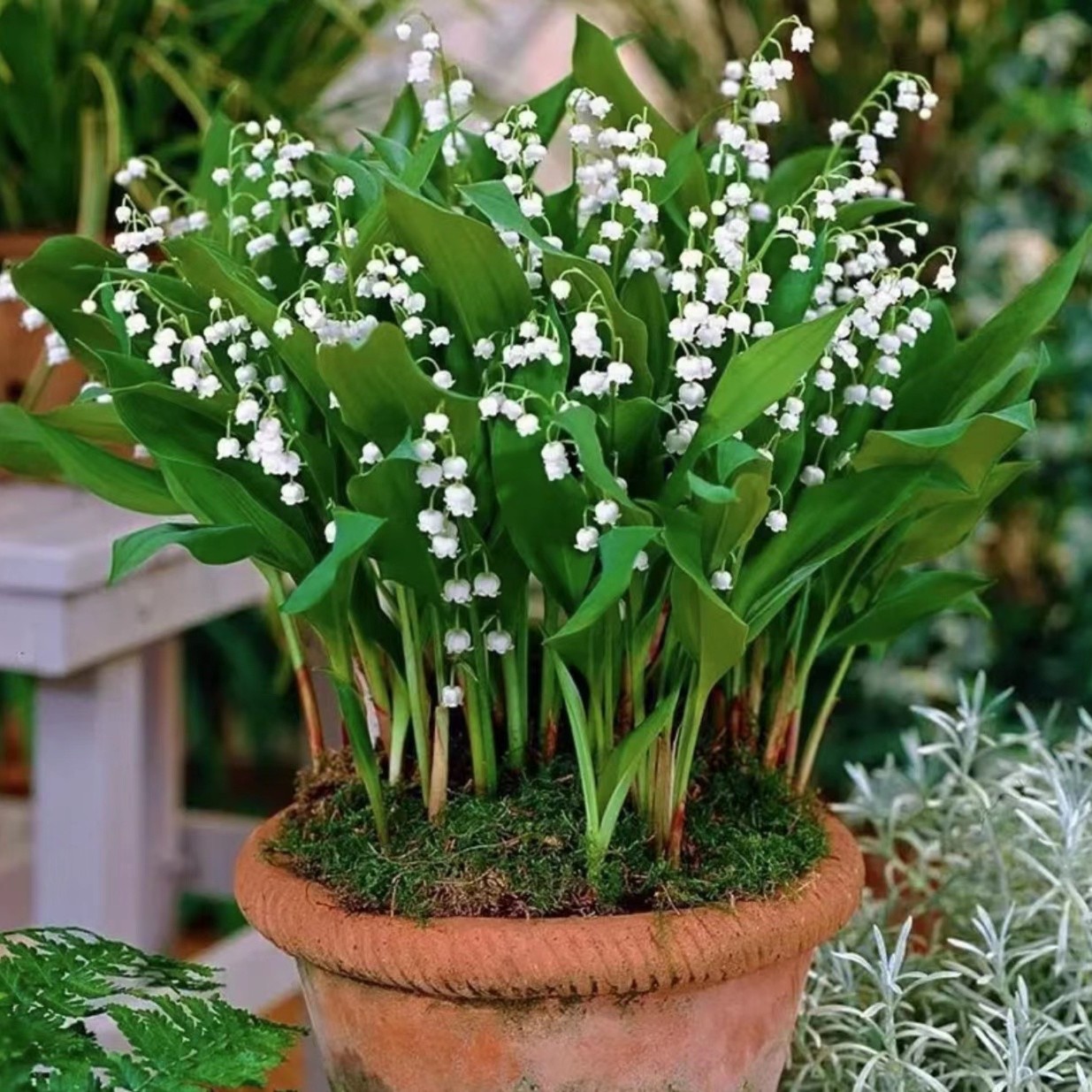 铃兰花种根 阳台庭院风铃草种球 多年生盆栽绿植花卉室内芳香植物