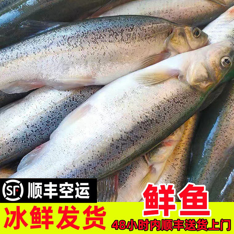 【顺丰空运】东北柳根鱼冰鲜发货【大号每斤8-12条】新疆西藏冷冻发货